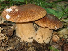 Белый гриб сетчатый (Boletus reticulatus)