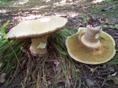 Белый гриб сетчатый (Boletus reticulatus)