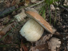 Белый гриб сетчатый (Boletus reticulatus)