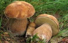 Белый гриб сетчатый (Boletus reticulatus)