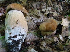 Белый гриб сетчатый (Boletus reticulatus)