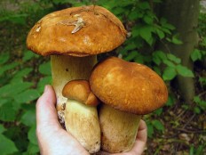 Белый гриб сетчатый (Boletus reticulatus)