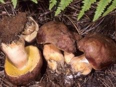 Белый гриб сосновый (Boletus pinophilus)