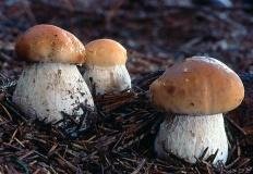 Белый гриб (Boletus edulis)