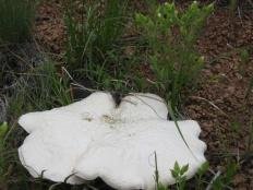 Вёшенка королевская (Еринги, Вёшенка степная) (Pleurotus eryngii)