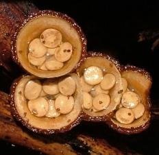 Бокальчик гладкий (Crucibulum laeve)