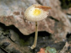 Больбитус золотистый (Bolbitius titubans)