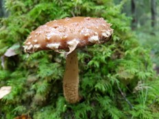 Чешуйчатка белогородчатая (Hemistropharia albocrenulata)