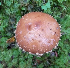 Чешуйчатка белогородчатая (Hemistropharia albocrenulata)