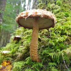 Чешуйчатка белогородчатая (Hemistropharia albocrenulata)