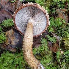 Чешуйчатка белогородчатая (Hemistropharia albocrenulata)