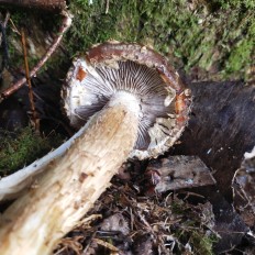 Чешуйчатка белогородчатая (Hemistropharia albocrenulata)