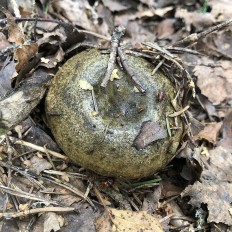 Чёрный груздь (Lactarius necator)