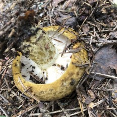 Чёрный груздь (Lactarius necator)