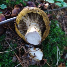 Чёрный груздь (Lactarius necator)