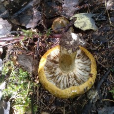 Чёрный груздь (Lactarius necator)