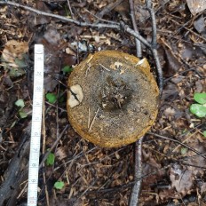 Чёрный груздь (Lactarius necator)