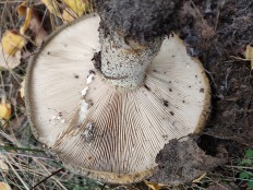 Чёрный груздь (Lactarius necator)