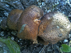 Цистоагарикус лесной (Cystoagaricus sylvestris)