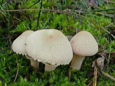 Зонтик шелушистый (Cystoderma carcharias)