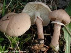 Зонтик шелушистый (Cystoderma carcharias)