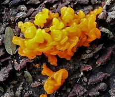 Дакримицес золотистоспоровый (Dacrymyces chrysospermus)