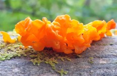 Дакримицес золотистоспоровый (Dacrymyces chrysospermus)