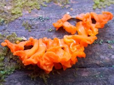 Дакримицес золотистоспоровый (Dacrymyces chrysospermus)