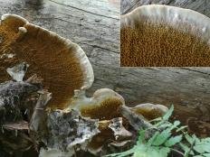 Домовой гриб (Serpula lacrymans)