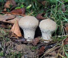 Дождевик съедобный (Lycoperdon perlatum)