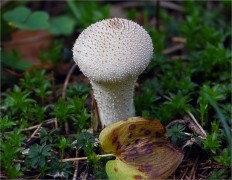 Дождевик съедобный (Lycoperdon perlatum)