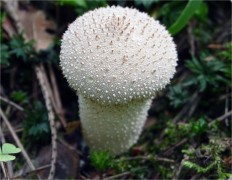 Дождевик съедобный (Lycoperdon perlatum)