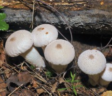 Дождевик съедобный (Lycoperdon perlatum)