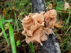 Дрожалка лиственная (Phaeotremella frondosa)