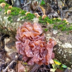 Дрожалка лиственная (Phaeotremella frondosa)