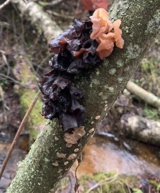 Дрожалка лиственная (Phaeotremella frondosa)