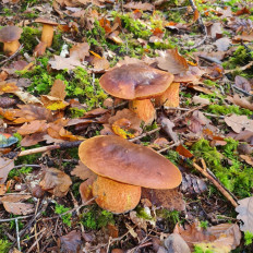 Дубовик крапчатый (Neoboletus luridiformis)