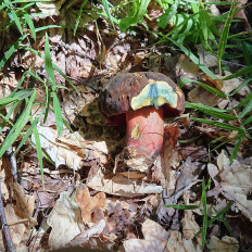 Дубовик крапчатый (Neoboletus luridiformis)