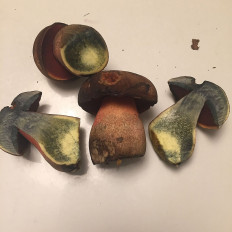 Дубовик крапчатый (Neoboletus luridiformis)