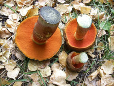 Дубовик крапчатый (Neoboletus luridiformis)