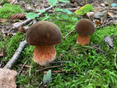 Дубовик крапчатый (Neoboletus luridiformis)