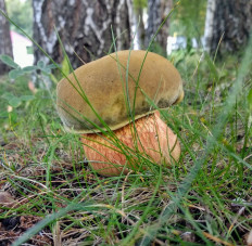 Дубовик обыкновенный (Suillellus luridus)