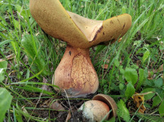 Дубовик обыкновенный (Suillellus luridus)