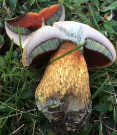 Дубовик обыкновенный (Suillellus luridus)