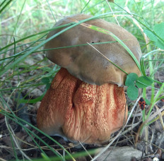 Дубовик обыкновенный (Suillellus luridus)