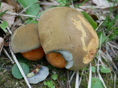 Дубовик обыкновенный (Suillellus luridus)