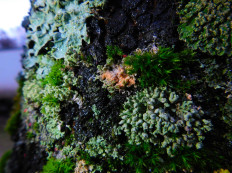 Эритрициум оранжевый (Erythricium aurantiacum)