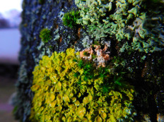 Эритрициум оранжевый (Erythricium aurantiacum)