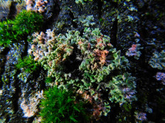 Эритрициум оранжевый (Erythricium aurantiacum)