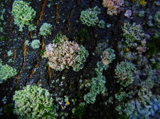 Эритрициум оранжевый (Erythricium aurantiacum)